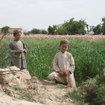 Try Eradicating Afghanistan’s Poppies; Blow $7.6 Billion