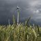 Off-grid German Village Banks on Wind, Sun, Pig Manure