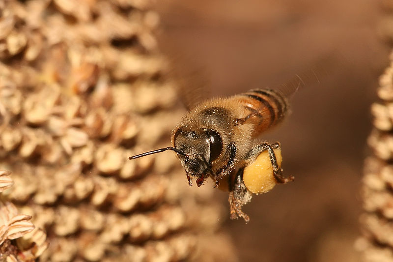 37 Million Bees Found Dead in Canada After Large GMO Crop Planting