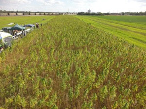 Colorado’s First Legal Hemp Harvest Since 1957