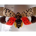 The Spotted Lanternfly has Officially Arrived in the U.S.