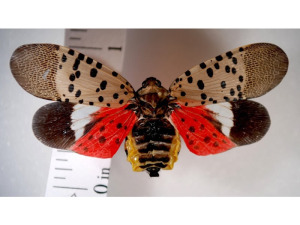 The Spotted Lanternfly has Officially Arrived in the U.S.