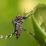 Aedes aegypti Mosquito, a common vector of dengue fever and yellow fever