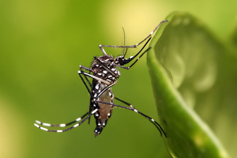 Aedes aegypti Mosquito, a common vector of dengue fever and yellow fever