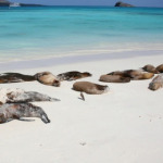 500 more Dead Sea Lions; Fukushima Radiation Continues