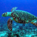 Engineers Develop Self-charging Turtle Surveillance Robot