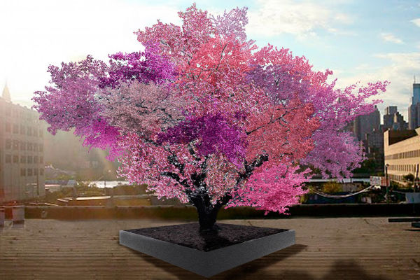 Tree Produces 40 Different Types of Fruit